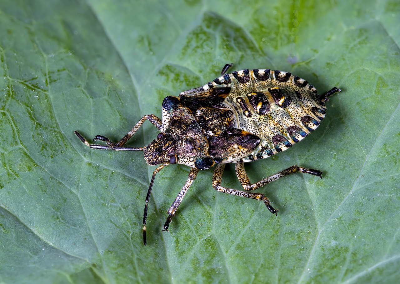 DIY Natural Pest Control Techniques